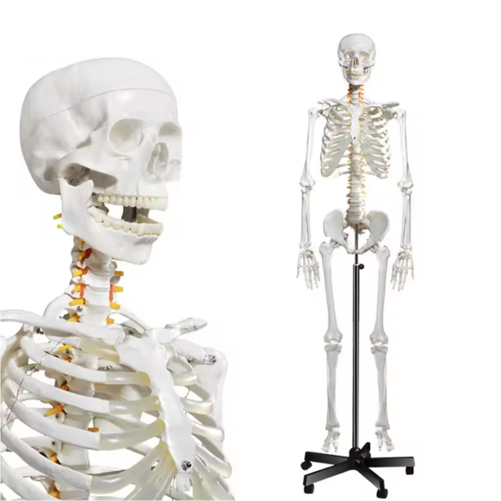 Produktbild für Ganzkörper Skelett-Modell "Tobias" 170 cm