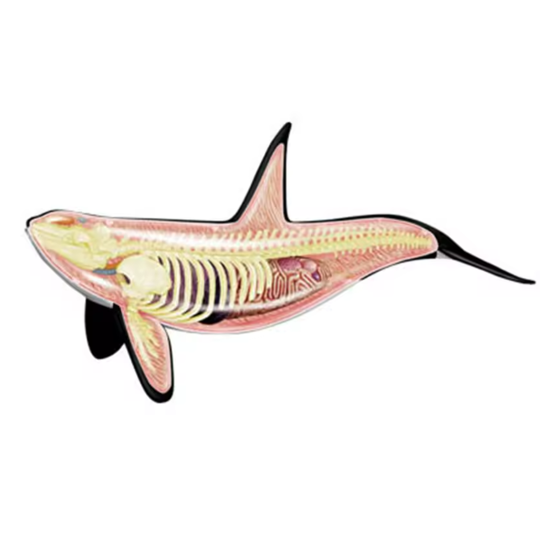 Anatomiemodell Orca 16 Teile hochwertig auseinandernehmbar Anatomiemodell Orca mit 16 Teilen zum Herausnehmen – Bild 1