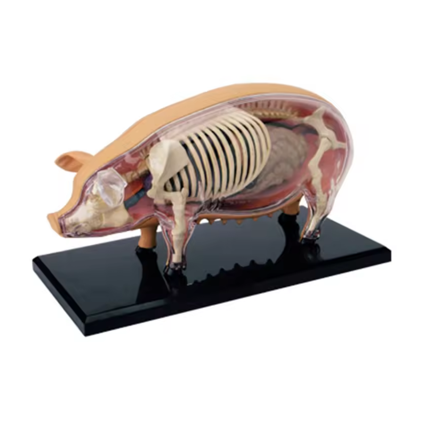 Anatomiemodell Schwein 19 Teile hochwertig auseinandernehmbar Anatomiemodell Schwein mit 19 Teilen zum Herausnehmen – Bild 1