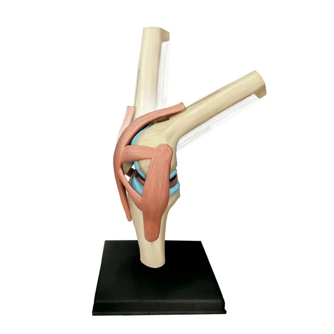 Kniegelenk-Modell Konrad mit 23 Teilen zum Zusammenbauen Kniegelenk-Modell "Konrad" 23-Teilig zum Zusammenbauen – Bild 1