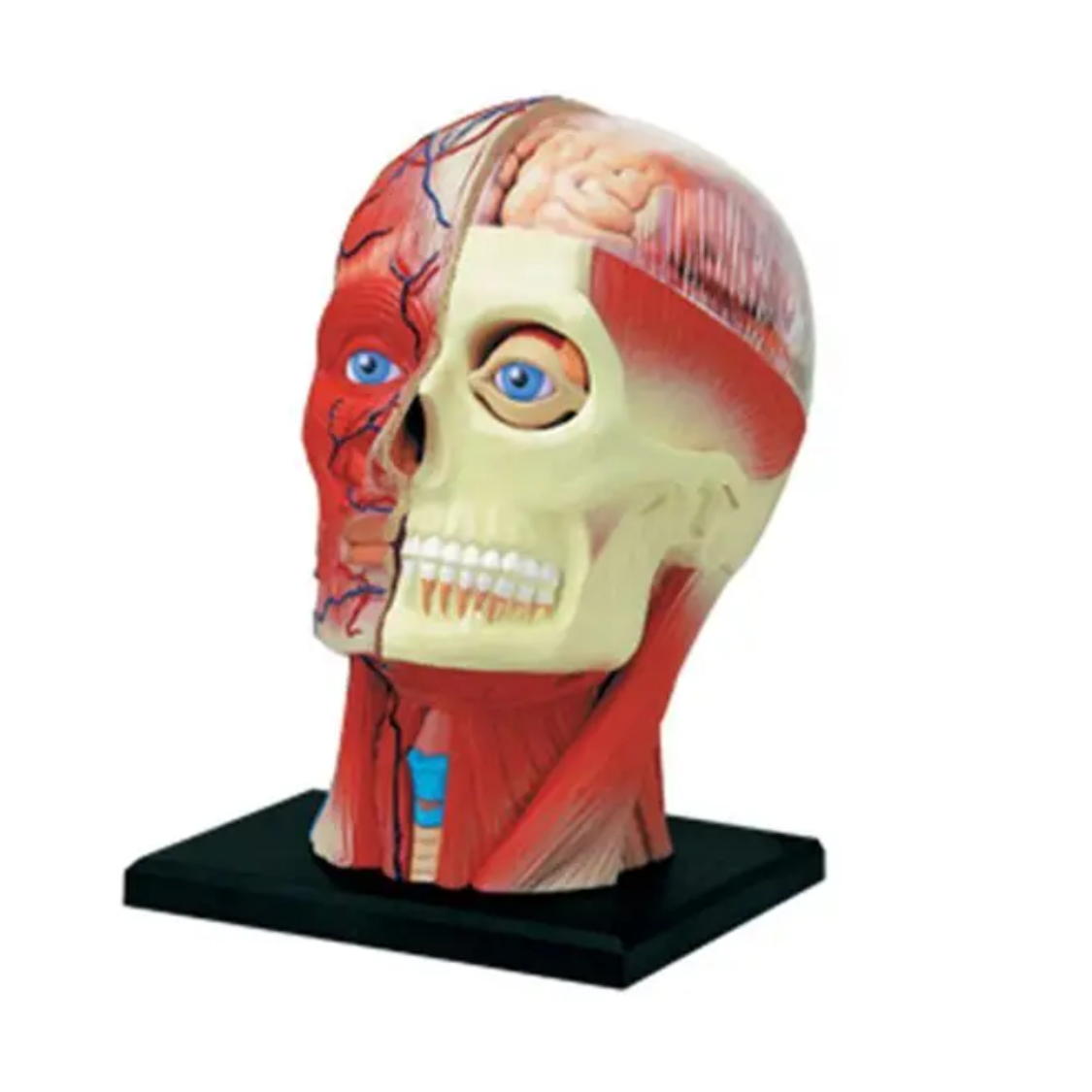 Schädel-Modell Kilian 14-Teilig zum Zusammenbauen Schädel-Modell "Kilian" 14-Teilig zum Zusammenbauen – Bild 1