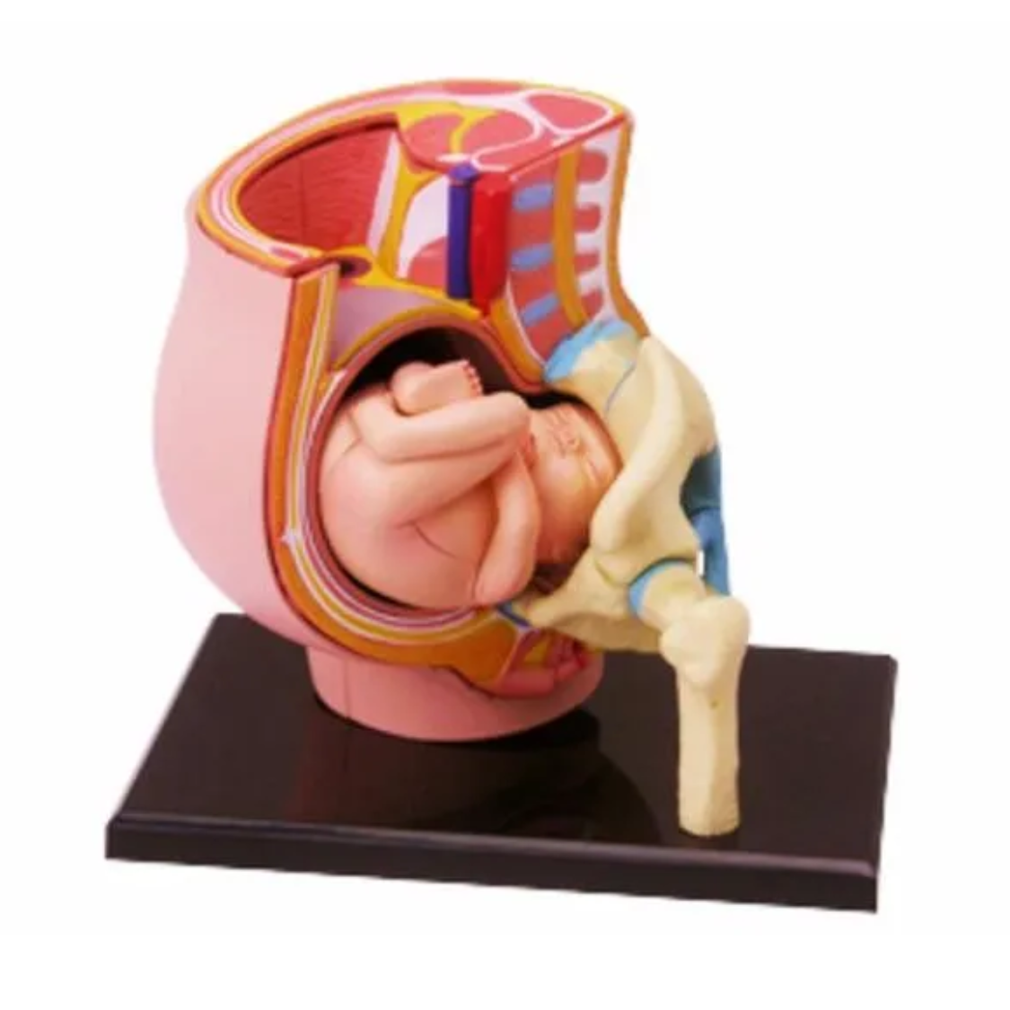 Schwangerschafts-Beckenmodell Flora mit 27 Teilen zum Zusammenbauen Schwangerschafts-Beckenmodell „Flora“ 27-Teilig – Bild 1