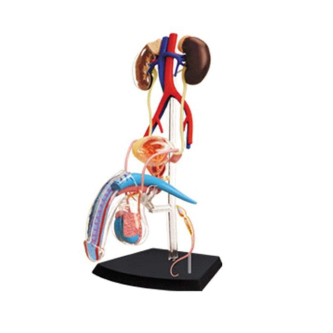 Männliches Fortpflanzungs-System Anatomiemodell 25 Teile hochwertig auseinandernehmbar Männliches Fortpflanzungssystem Modell "Leonard" 25-Teilig – Bild 1