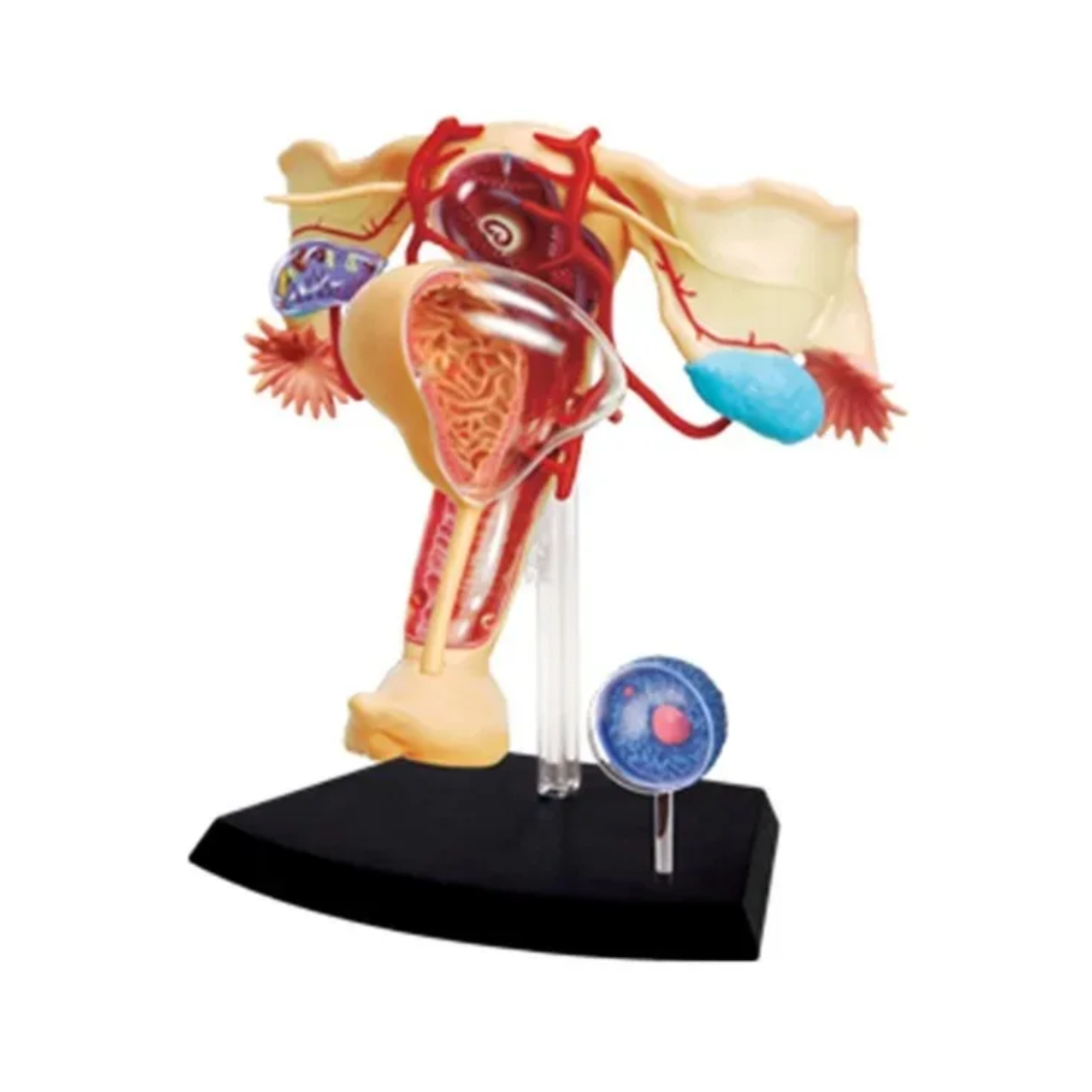 Weibliches Fortpflanzungs-System Anatomiemodell 19 Teile hochwertig auseinandernehmbar Weibliches Fortpflanzungssystem Modell "Tamara" 19-Teilig – Bild 1