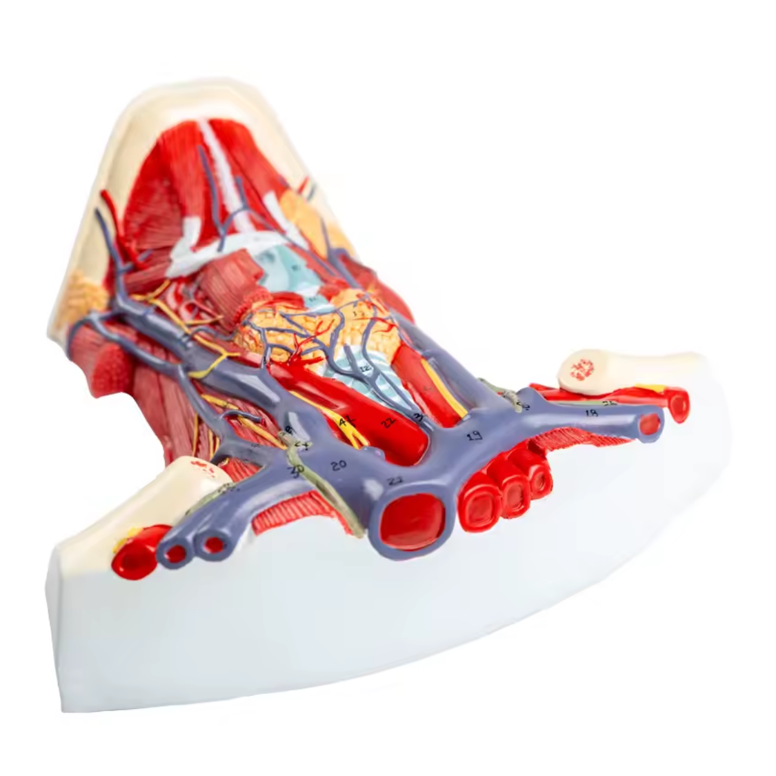 Detailgetreues Hals-Anatomie-Modell Helena nummeriert Detailgetreues Hals-Anatomie-Modell "Helena" – Bild 1