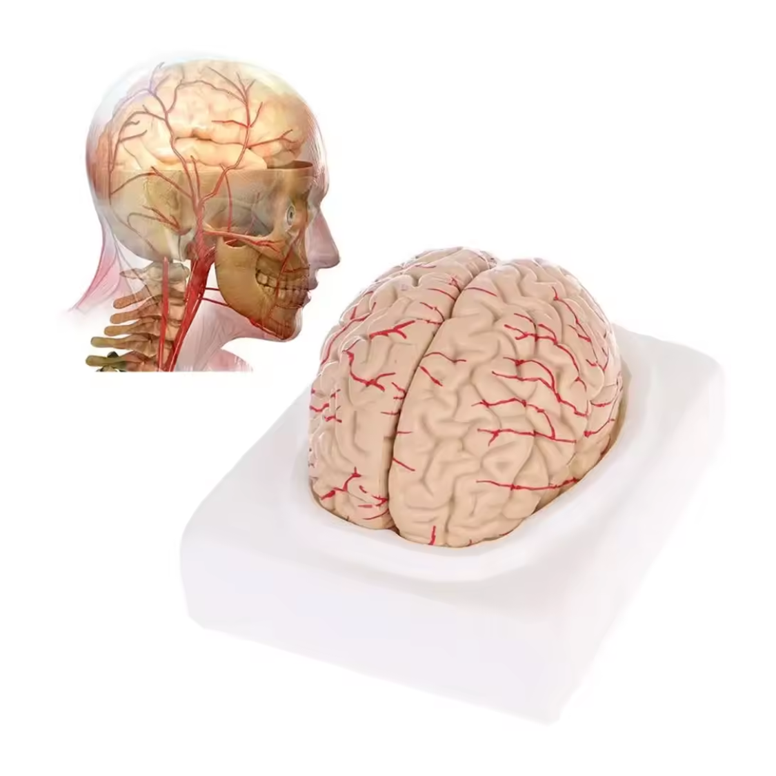 Lebensgroßes 20x16x12cm auseinandernehmbares Gehirn-Anatomie-Modell Chris Lebensgroßes 20x16x12cm auseinandernehmbares Gehirn-Anatomie-Modell "Chris" – Bild 1