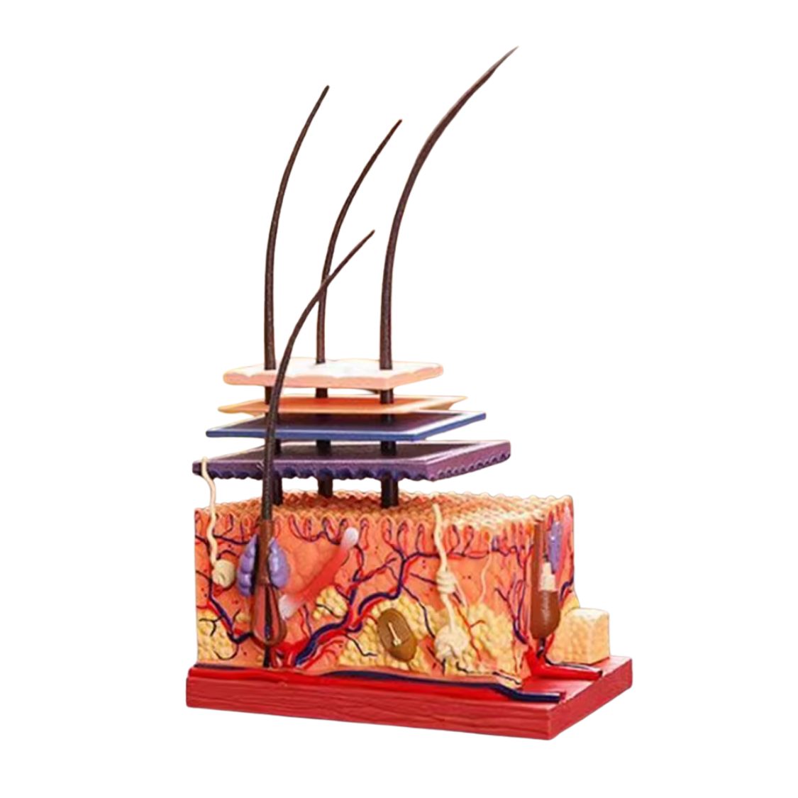 Mehrschichtiges Haut-Anatomie-Modell Heike mit 7 Teilen zum Zusammenbauen Mehrschichtiges Haut-Anatomie-Modell "Heike" 19-Teilig – Bild 1