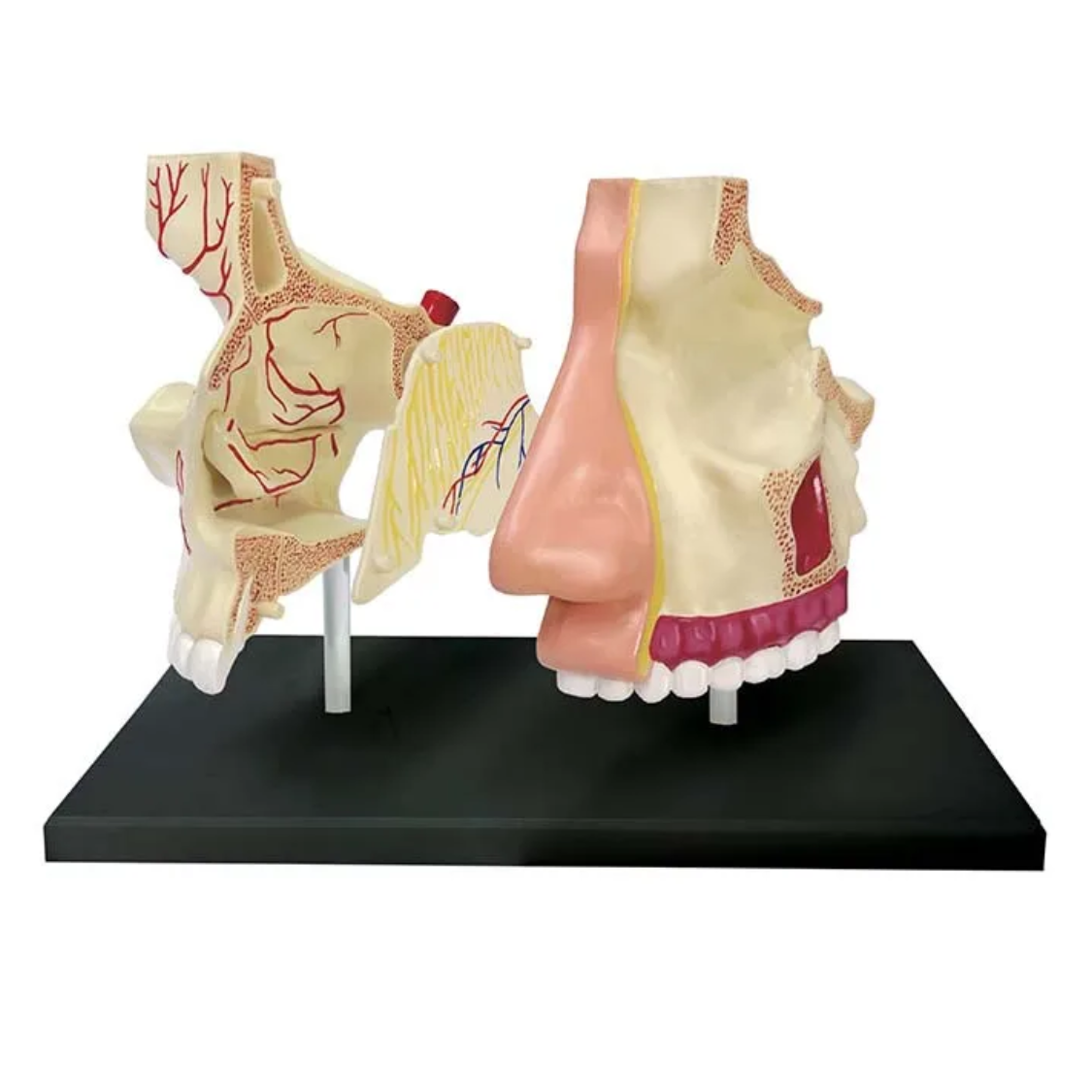 Nasen-Anatomie-Modell Nilo mit 7 Teilen zum Zusammenbauen Nasen-Anatomie-Modell "Nilo" 7-Teilig zum Zusammenbauen – Bild 1