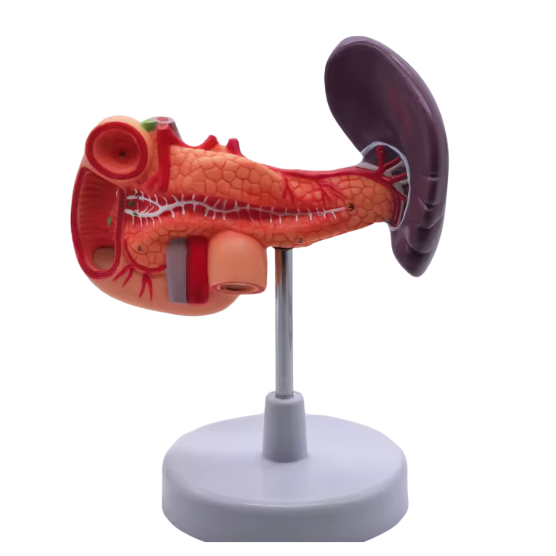 Oberbauch-Organmodell Mara Pankreas, Milz & Duodenum (PVC, 23×18×8 cm) Oberbauch-Organmodell "Mara": Pankreas, Milz & Duodenum (PVC, 23×18×8 cm) – Bild 1