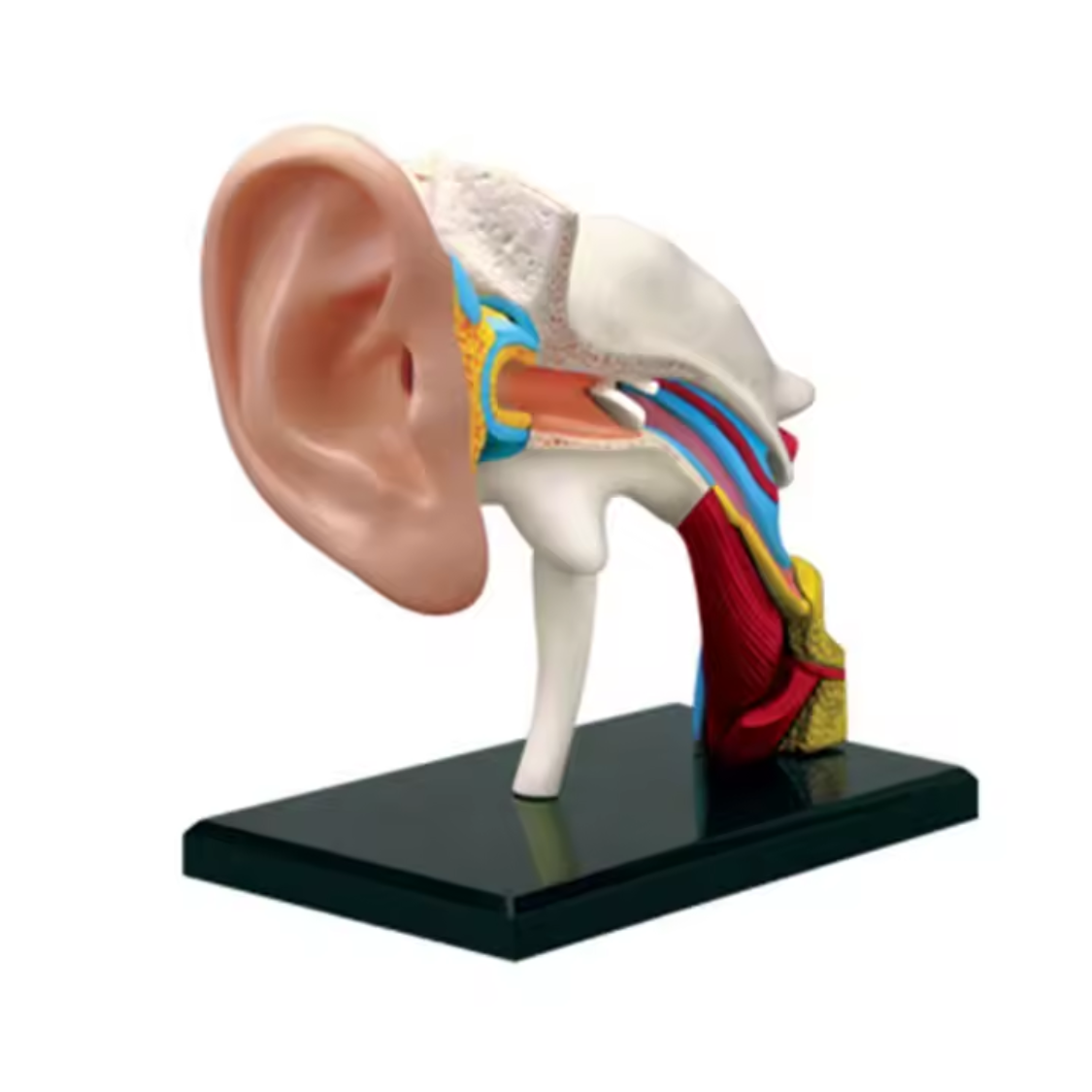 Ohr-Anatomie-Modell Elias mit 22 Teilen zum Zusammenbauen Ohr-Anatomie-Modell "Elias" 22-Teilig zum Zusammenbauen – Bild 1